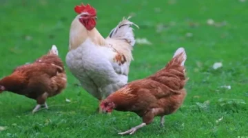 أسعار الفراخ في بورصة الدواجن لهذا السبت 14 مارس 2026